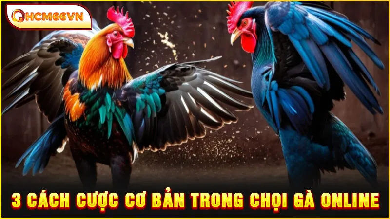 3 cách cược cơ bản trong chọi gà online