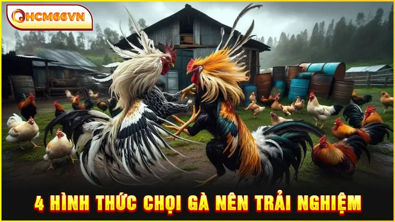 4 hình thức chọi gà nên trải nghiệm