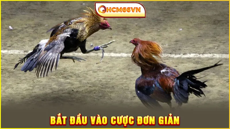 Bắt đầu vào cược đơn giản