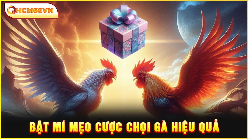 Bật mí mẹo cược chọi gà hiệu quả