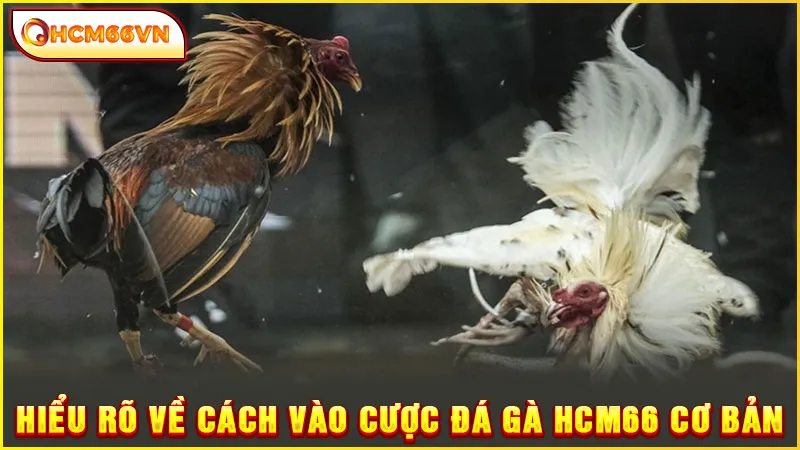 Hiểu rõ về cách vào cược đá gà HCM66 cơ bản