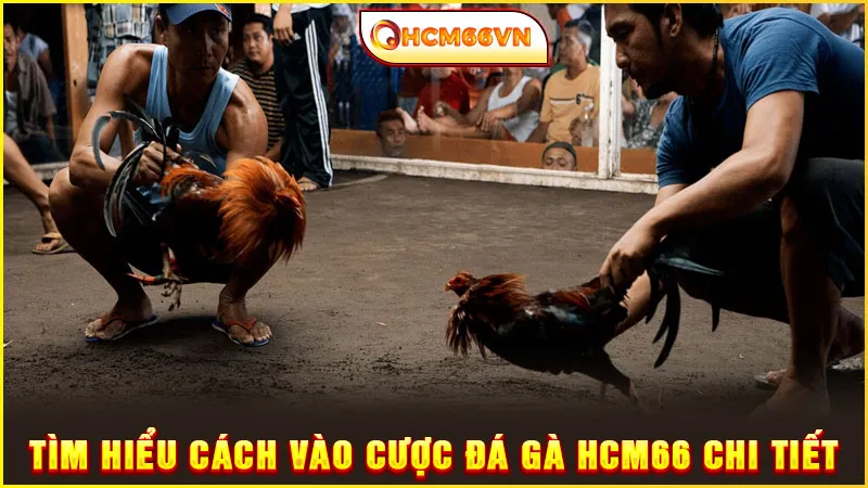 Tìm hiểu cách vào cược đá gà HCM66 chi tiết