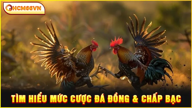 Tìm hiểu mức cược đá đồng & chấp bạc