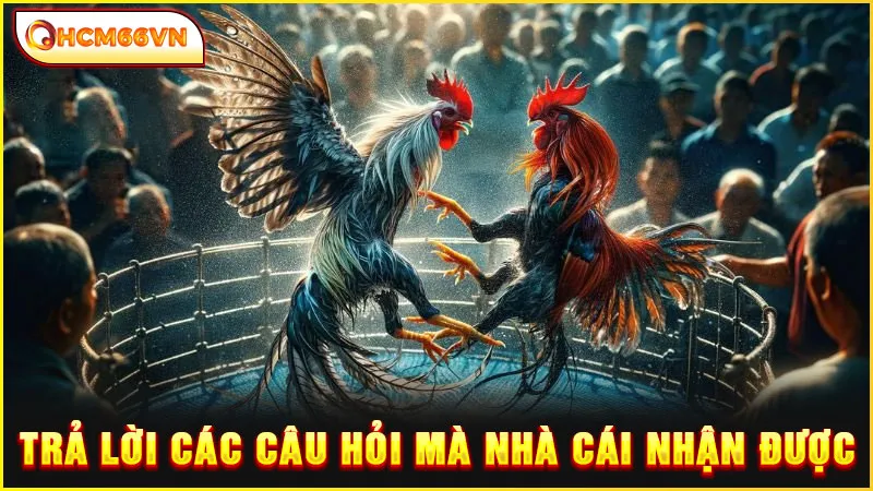 Trả lời các câu hỏi mà nhà cái nhận được